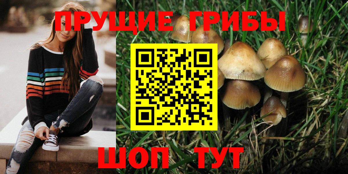 Псилоцибиновые грибы Psilocybe Будённовск